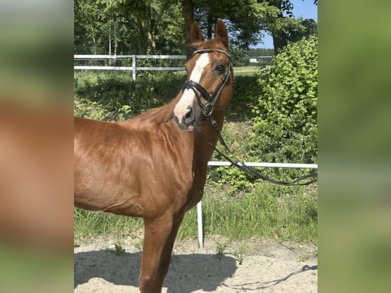 Deutsches Sportpferd Wallach 13 Jahre 162 cm Fuchs in Pelmberg
