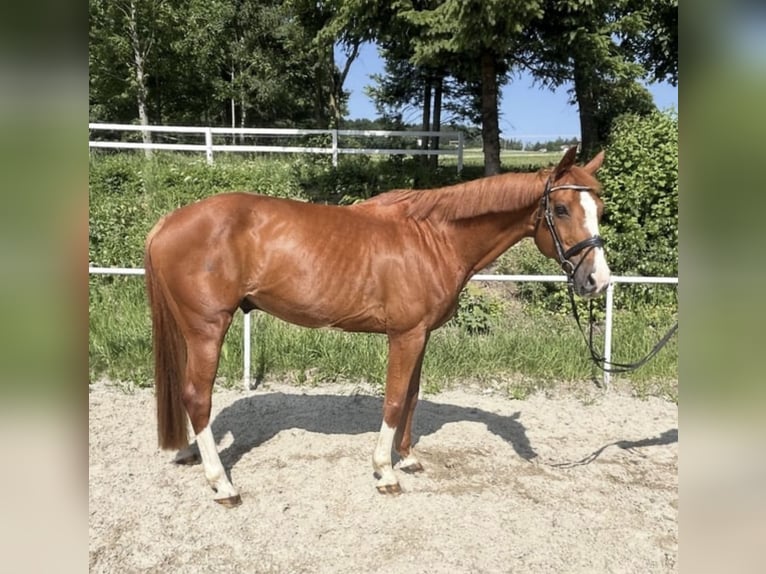 Deutsches Sportpferd Wallach 13 Jahre 162 cm Fuchs in Pelmberg