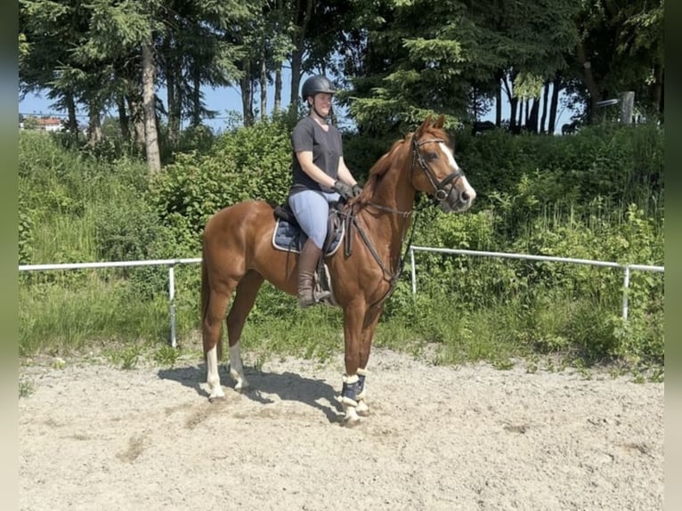 Deutsches Sportpferd Wallach 13 Jahre 162 cm Fuchs in Pelmberg