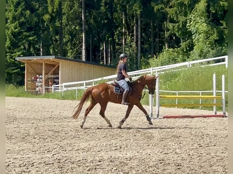 Deutsches Sportpferd Wallach 13 Jahre 162 cm Fuchs in Pelmberg