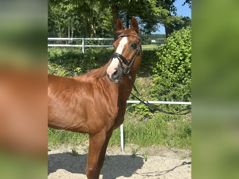 Deutsches Sportpferd Wallach 13 Jahre 162 cm Fuchs in Pelmberg