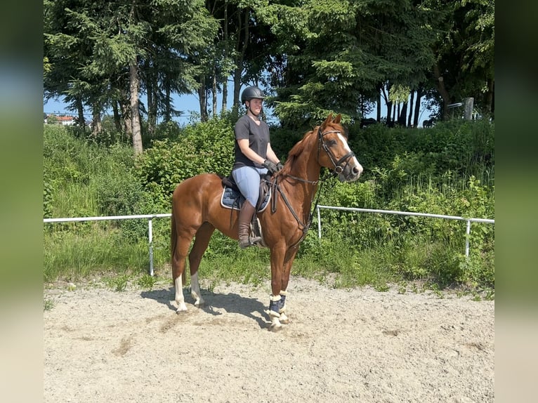 Deutsches Sportpferd Wallach 13 Jahre 162 cm Fuchs in Pelmberg