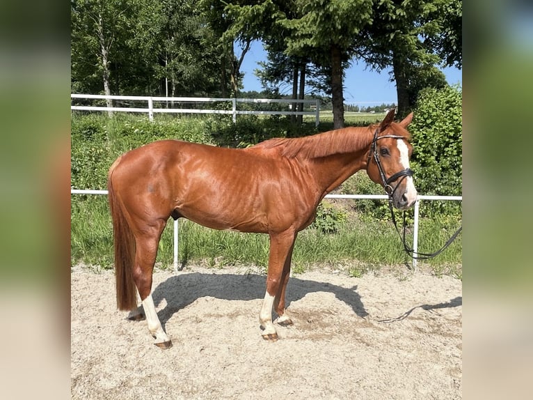 Deutsches Sportpferd Wallach 13 Jahre 162 cm Fuchs in Pelmberg