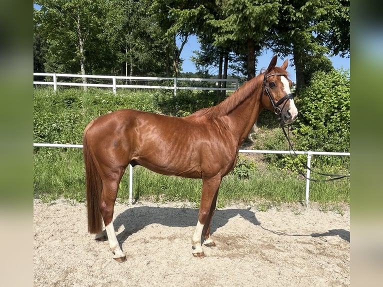 Deutsches Sportpferd Wallach 13 Jahre 162 cm Fuchs in Pelmberg