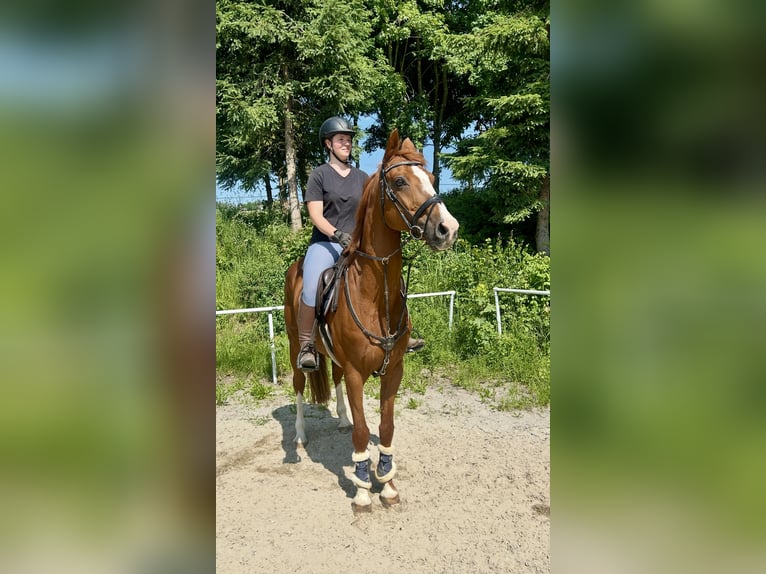 Deutsches Sportpferd Wallach 13 Jahre 162 cm Fuchs in Pelmberg