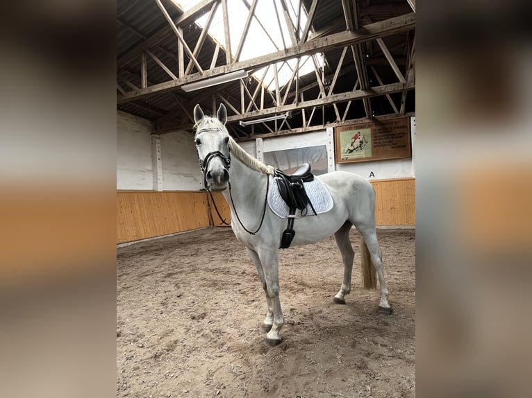 Deutsches Sportpferd Wallach 13 Jahre 164 cm Schimmel in Delitzsch