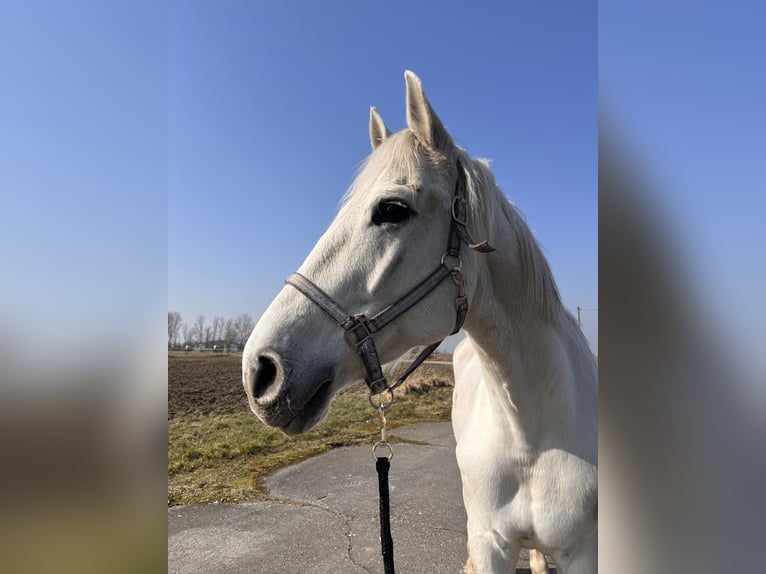 Deutsches Sportpferd Wallach 13 Jahre 164 cm Schimmel in Delitzsch
