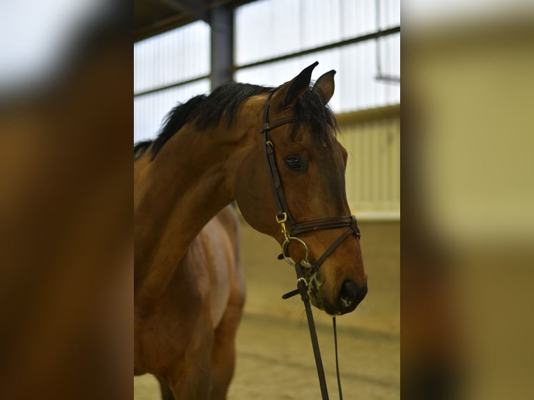 Deutsches Sportpferd Wallach 13 Jahre 167 cm Brauner in Geilenkirchen