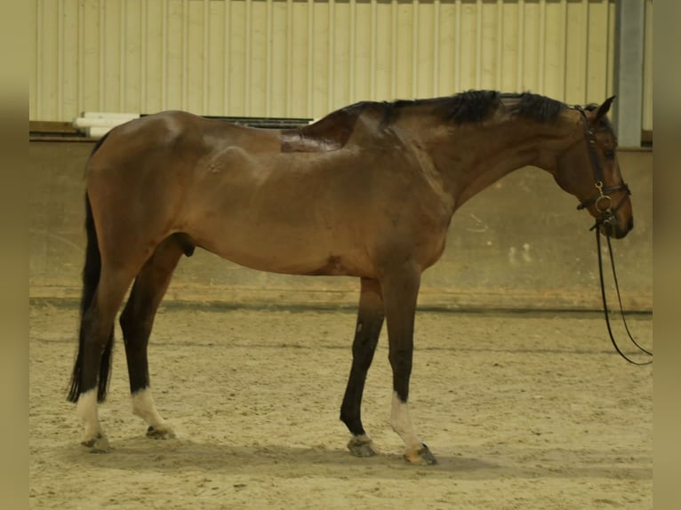 Deutsches Sportpferd Wallach 13 Jahre 167 cm Brauner in Geilenkirchen