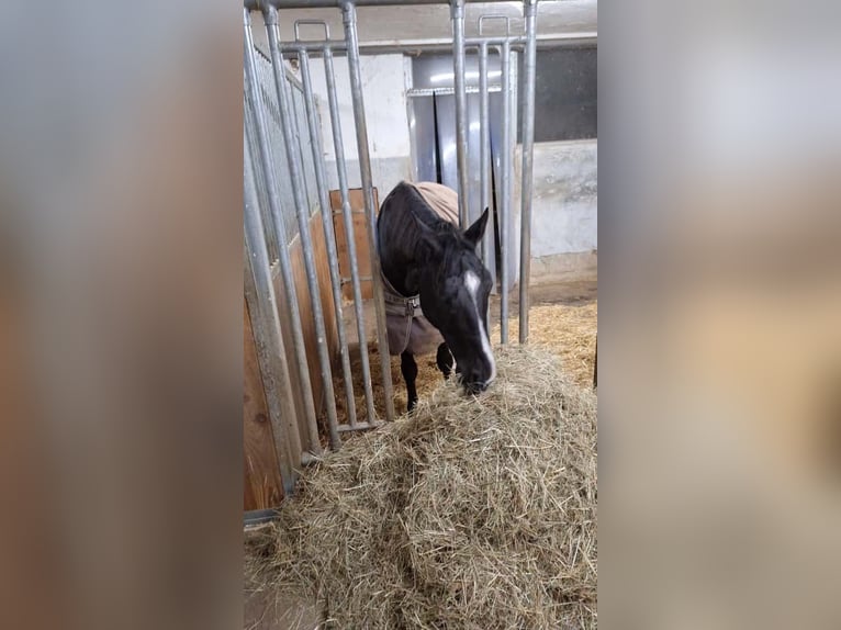Deutsches Sportpferd Wallach 13 Jahre 167 cm Rappe in Bretten Sprantal
