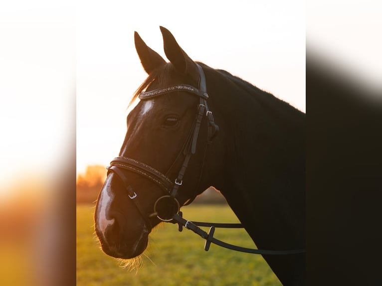 Deutsches Sportpferd Wallach 13 Jahre 167 cm Rappe in Bretten Sprantal