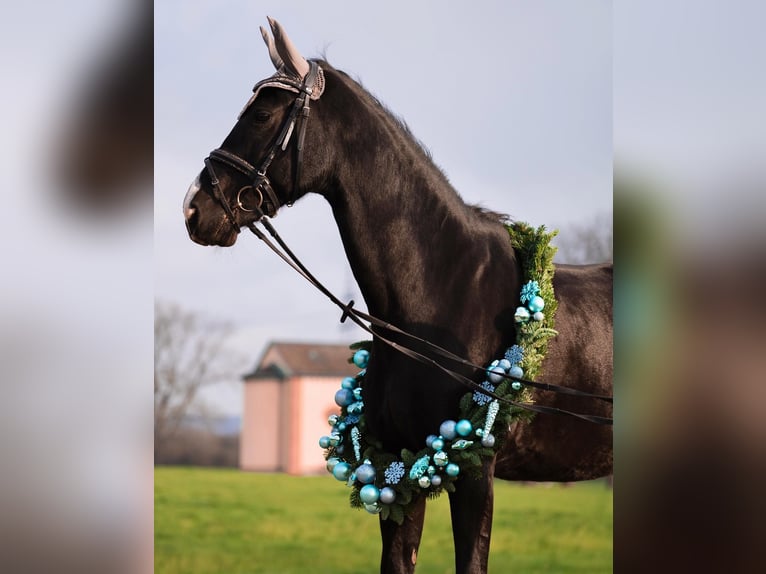 Deutsches Sportpferd Wallach 13 Jahre 167 cm Rappe in Bretten Sprantal