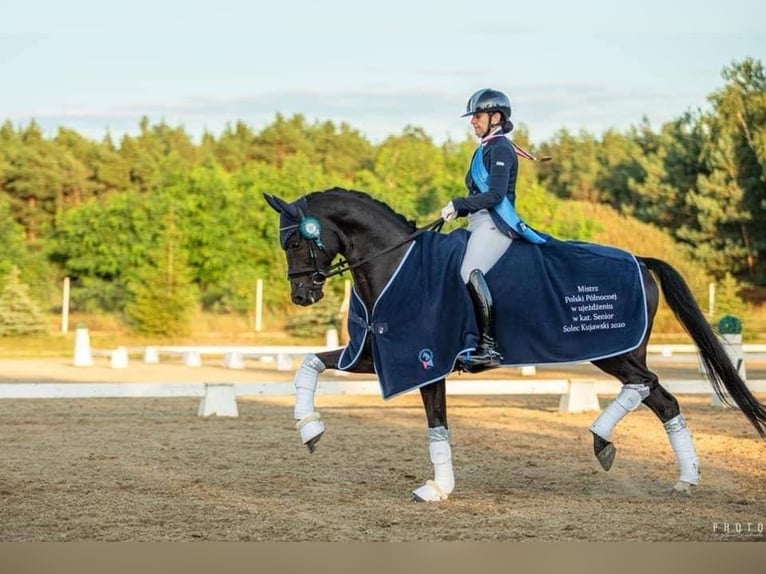 Deutsches Sportpferd Wallach 13 Jahre 167 cm Rappe in Przyjaźń