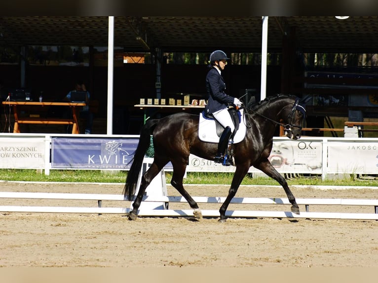 Deutsches Sportpferd Wallach 13 Jahre 167 cm Rappe in Przyjaźń