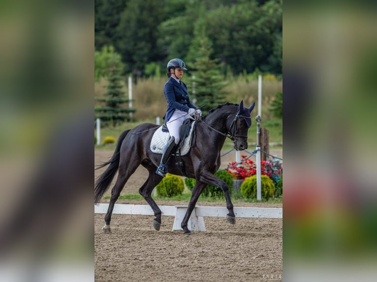 Deutsches Sportpferd Wallach 13 Jahre 167 cm Rappe in Przyjaźń