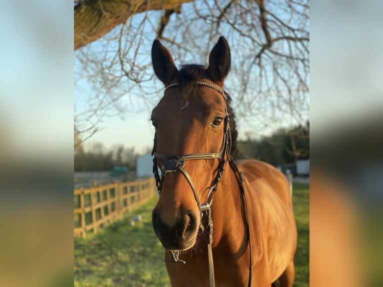 Deutsches Sportpferd Wallach 13 Jahre 167 cm  in Büttelborn