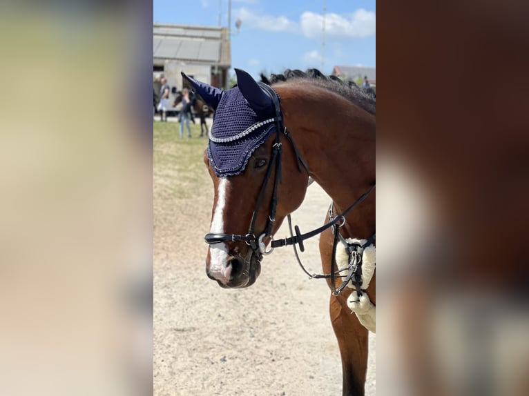 Deutsches Sportpferd Wallach 13 Jahre 168 cm Brauner in Göttingen