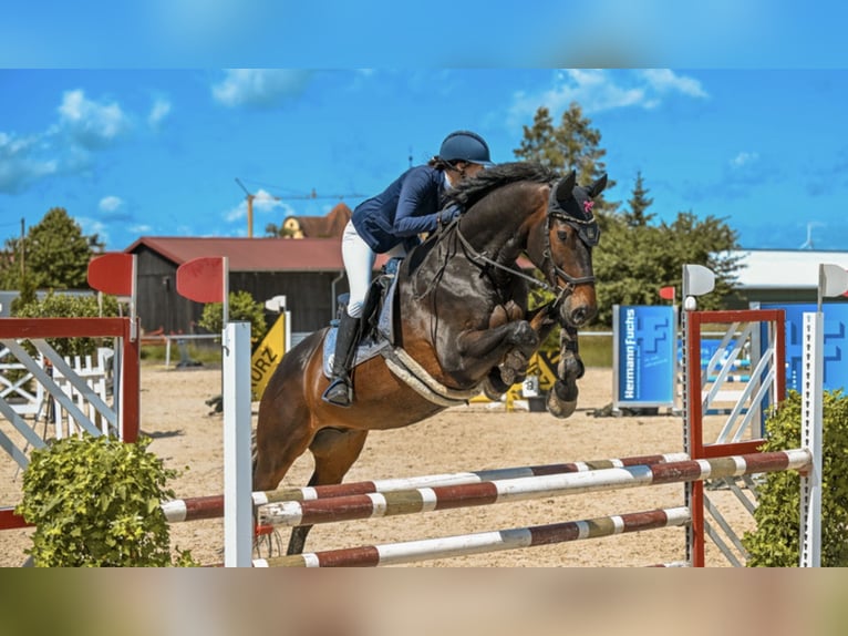 Deutsches Sportpferd Wallach 13 Jahre 168 cm Dunkelbrauner in Aislingen