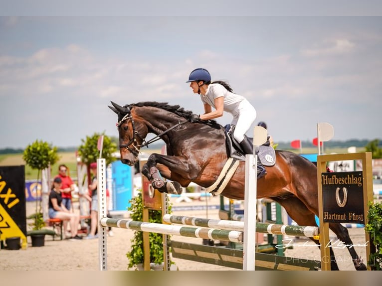 Deutsches Sportpferd Wallach 13 Jahre 168 cm Dunkelbrauner in Aislingen