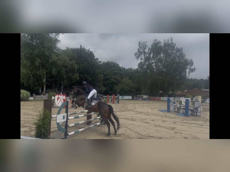 Deutsches Sportpferd Wallach 13 Jahre 168 cm Dunkelbrauner in Aislingen