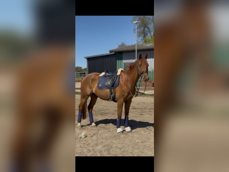 Deutsches Sportpferd Wallach 13 Jahre 168 cm Fuchs in Kletkamp