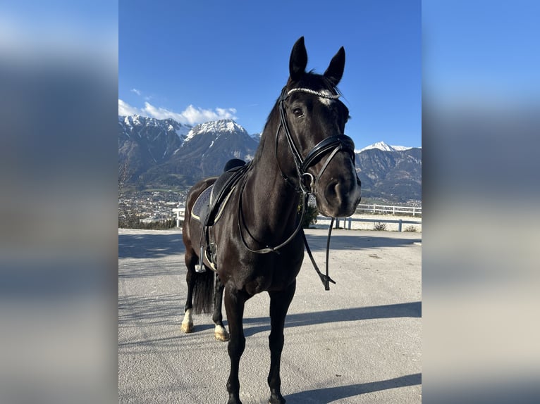 Deutsches Sportpferd Wallach 13 Jahre 168 cm Rappe in Innsbruck