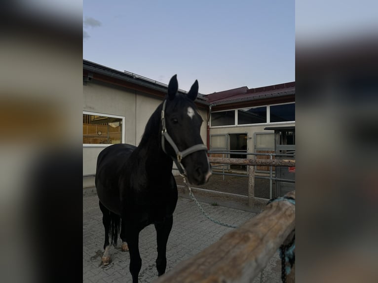 Deutsches Sportpferd Wallach 13 Jahre 168 cm Rappe in Innsbruck