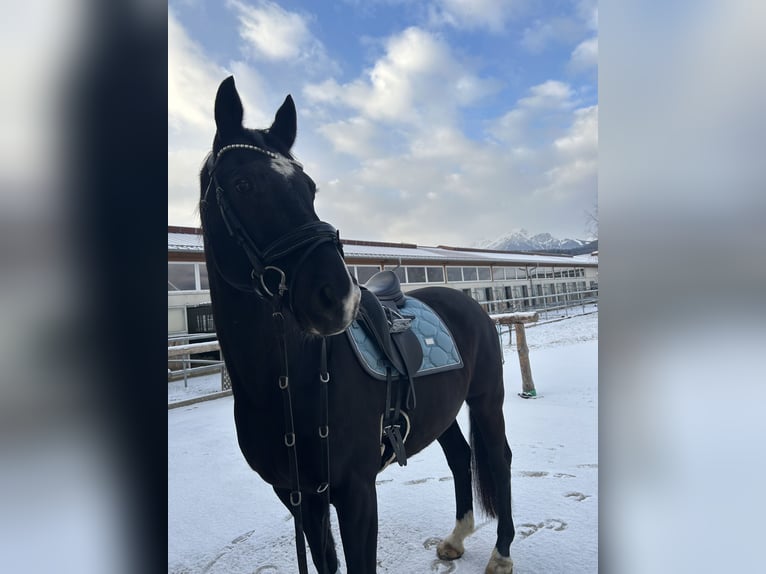 Deutsches Sportpferd Wallach 13 Jahre 168 cm Rappe in Innsbruck