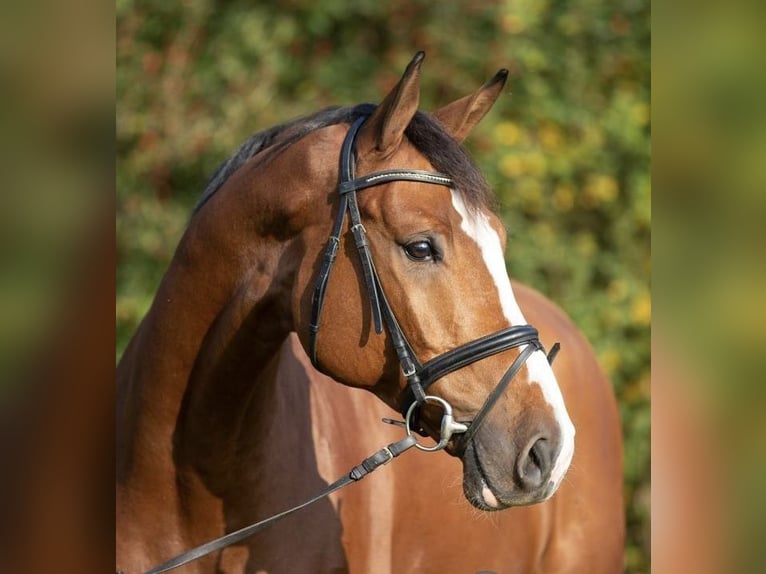 Deutsches Sportpferd Wallach 13 Jahre 168 cm Rotbrauner in Andebu
