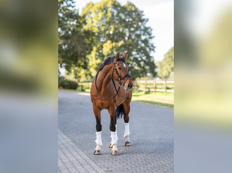 Deutsches Sportpferd Wallach 13 Jahre 169 cm Dunkelbrauner in Fehrbellin