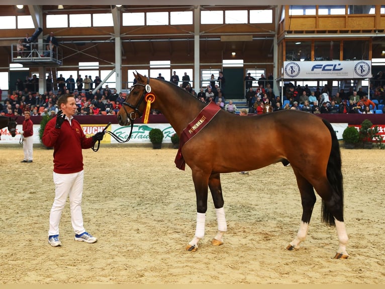 Deutsches Sportpferd Wallach 13 Jahre 169 cm Dunkelbrauner in Fehrbellin