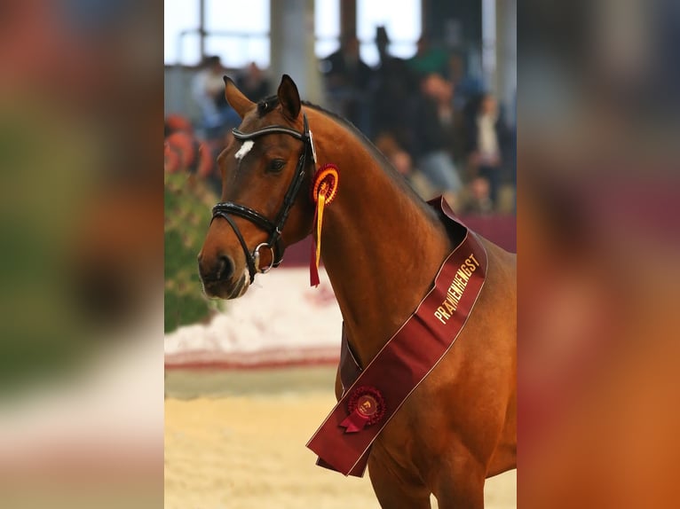 Deutsches Sportpferd Wallach 13 Jahre 169 cm Dunkelbrauner in Fehrbellin