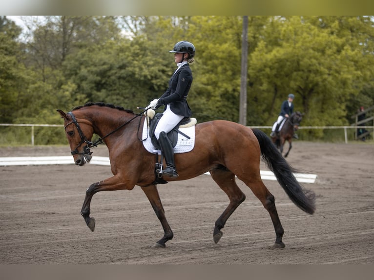 Deutsches Sportpferd Wallach 13 Jahre 170 cm Brauner in Weyhe