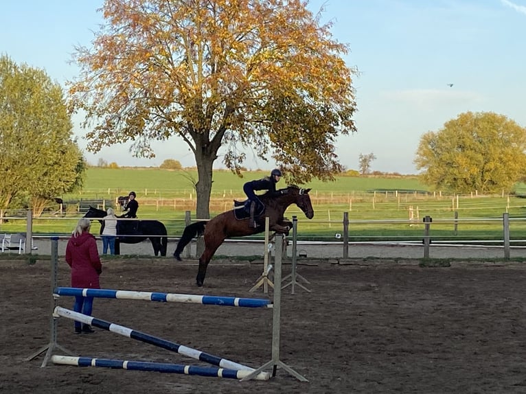 Deutsches Sportpferd Wallach 13 Jahre 170 cm Brauner in Weyhe