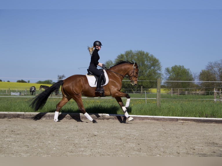 Deutsches Sportpferd Wallach 13 Jahre 170 cm Brauner in Weyhe