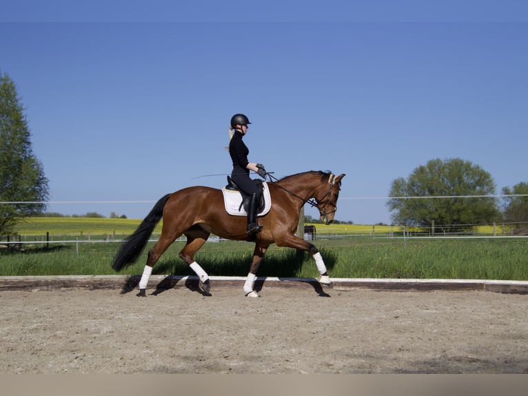 Deutsches Sportpferd Wallach 13 Jahre 170 cm Brauner in Weyhe