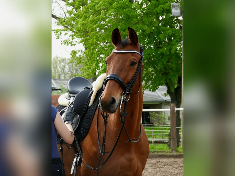 Deutsches Sportpferd Wallach 13 Jahre 170 cm Brauner in Weyhe