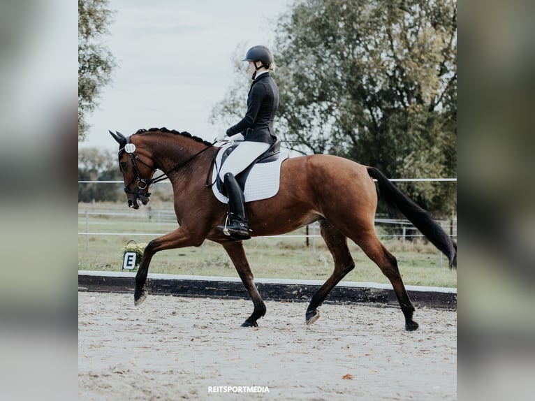 Deutsches Sportpferd Wallach 13 Jahre 170 cm Brauner in Weyhe