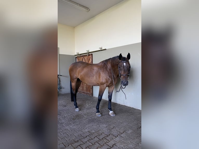 Deutsches Sportpferd Wallach 13 Jahre 171 cm Brauner in Erdweg