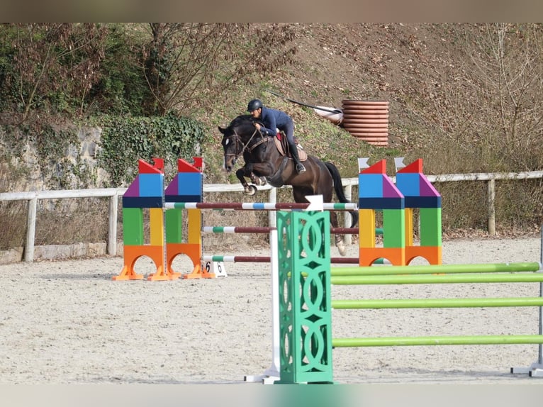 Deutsches Sportpferd Wallach 13 Jahre 171 cm Dunkelbrauner in Mór