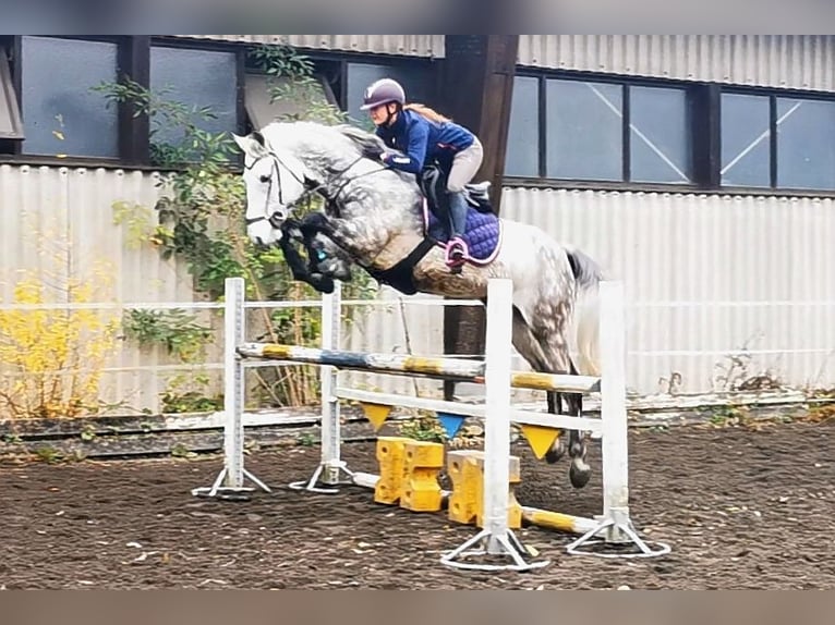 Deutsches Sportpferd Wallach 13 Jahre 172 cm Schimmel in Nersingen