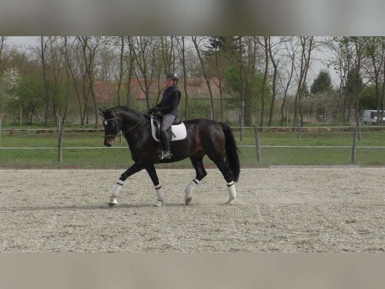 Deutsches Sportpferd Wallach 13 Jahre 174 cm Dunkelbrauner in Bippen