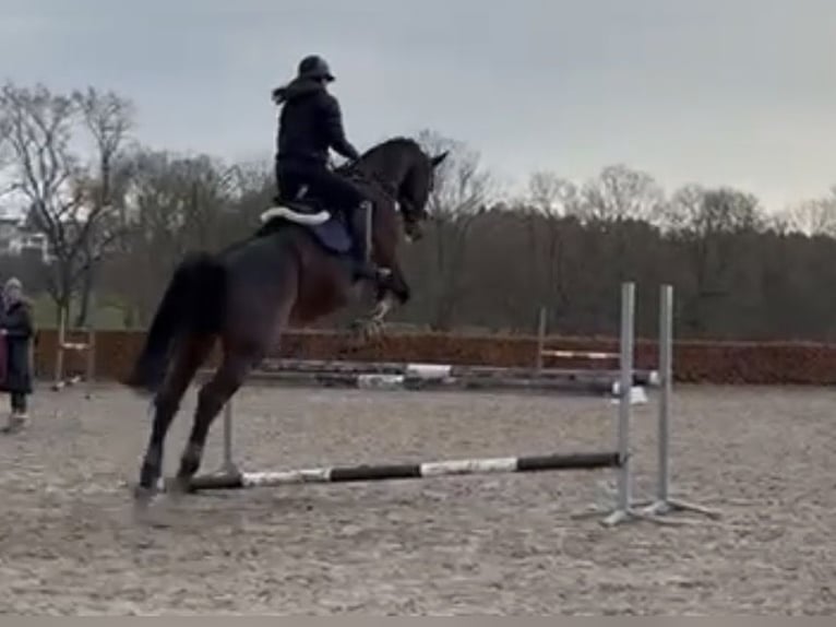 Deutsches Sportpferd Wallach 13 Jahre 178 cm Brauner in Aachen