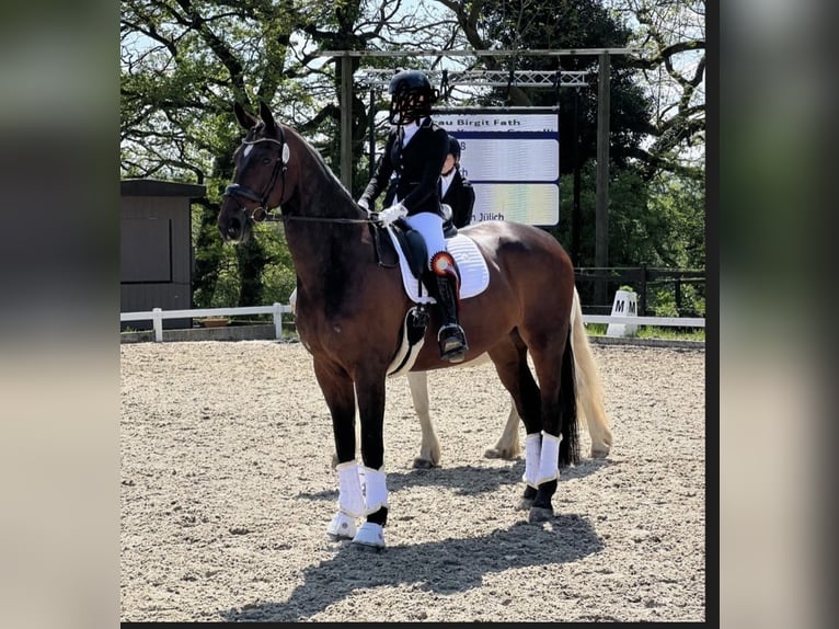Deutsches Sportpferd Wallach 13 Jahre 178 cm Brauner in Aachen