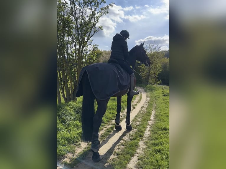 Deutsches Sportpferd Wallach 13 Jahre 178 cm Brauner in Aachen