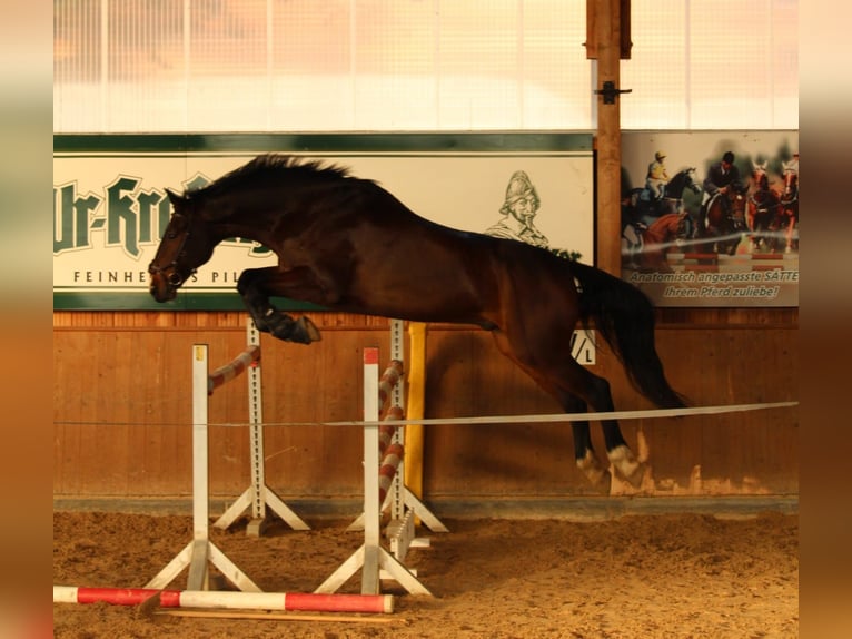 Deutsches Sportpferd Wallach 13 Jahre 179 cm Dunkelbrauner in Leipzig