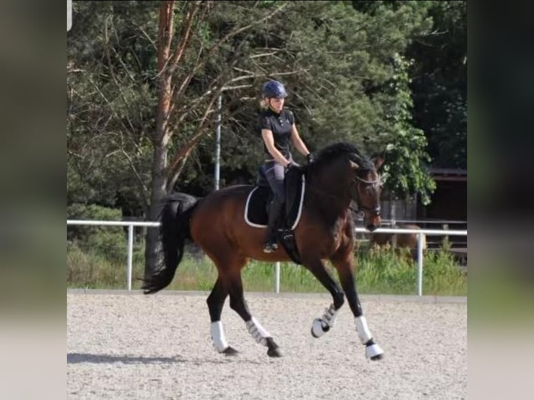 Deutsches Sportpferd Wallach 13 Jahre 180 cm Brauner in Berlin