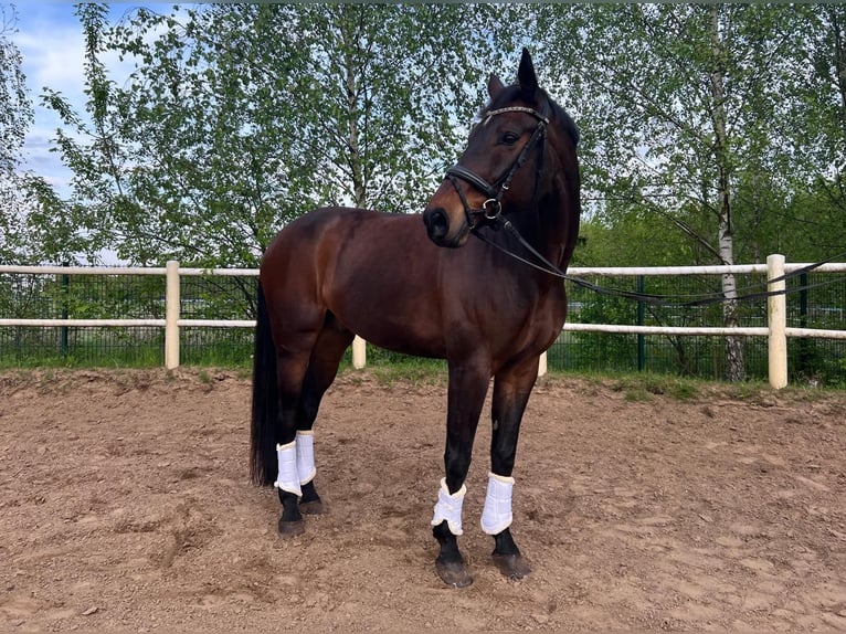 Deutsches Sportpferd Wallach 13 Jahre 180 cm Brauner in Berlin