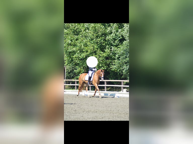 Deutsches Sportpferd Wallach 14 Jahre 163 cm Fuchs in Dollerup
