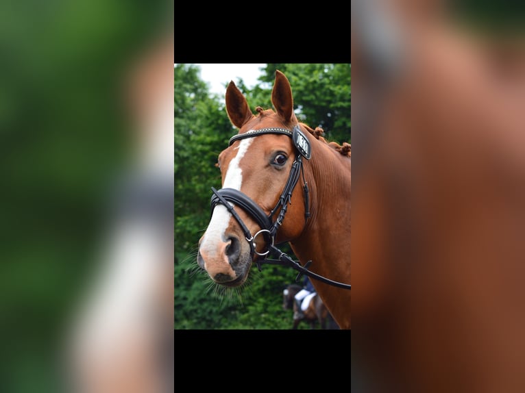 Deutsches Sportpferd Wallach 14 Jahre 163 cm Fuchs in Dollerup